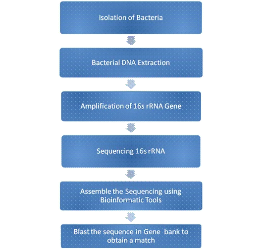 ITS Gene Sequencing